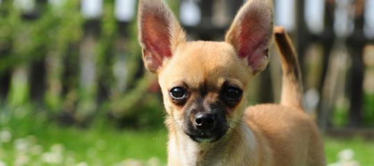 Are Chihuahuas Smart
