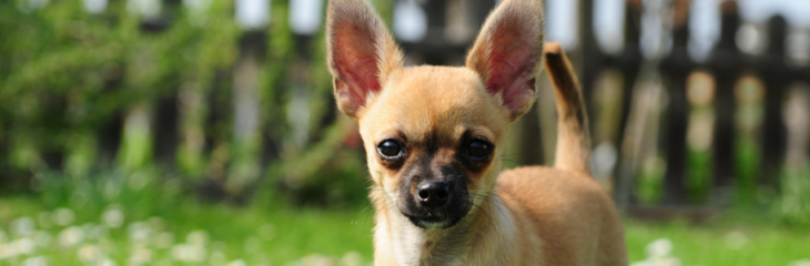 Are Chihuahuas Smart – Investigating the Intelligence of the Breed