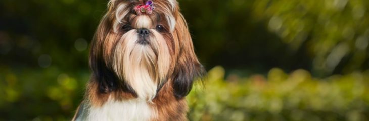 Want a Hypoallergenic breed? Consider a Shih Tzu