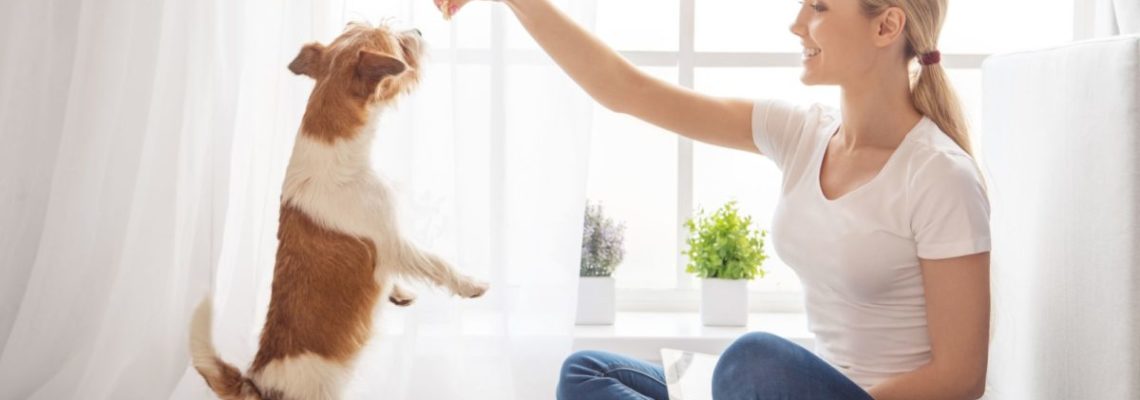 The Essential Guide for Pet Sitters – All You Need to Know