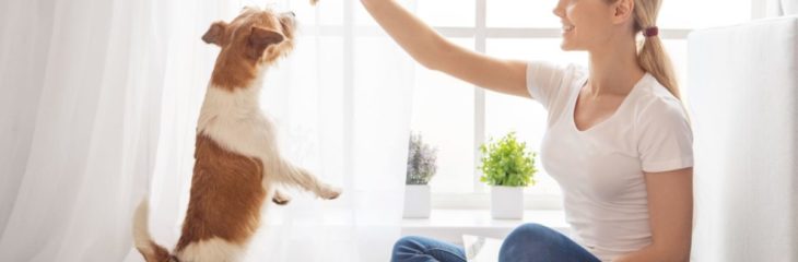 The Essential Guide for Pet Sitters – All You Need to Know