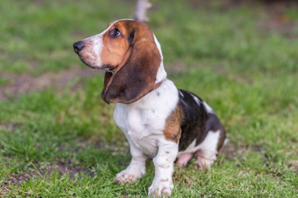 All You Need to Know about Hound Dogs