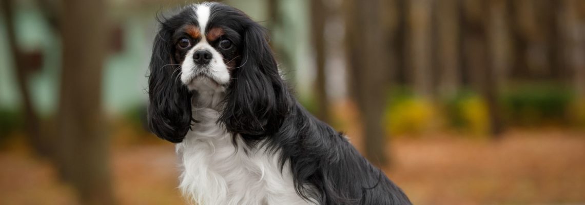 A Guide to Training Your Cavalier King Charles Spaniel