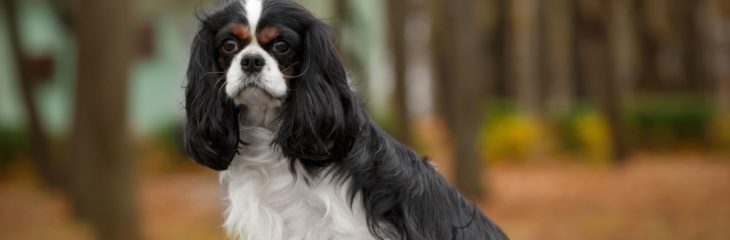 A Guide to Training Your Cavalier King Charles Spaniel