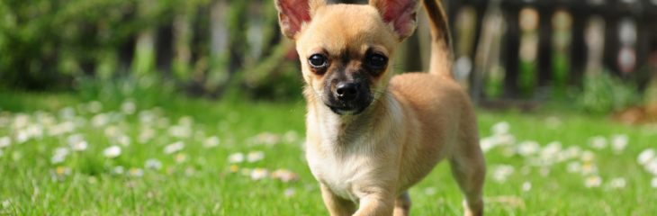 Are Chihuahuas Smart – Investigating the Intelligence of the Breed
