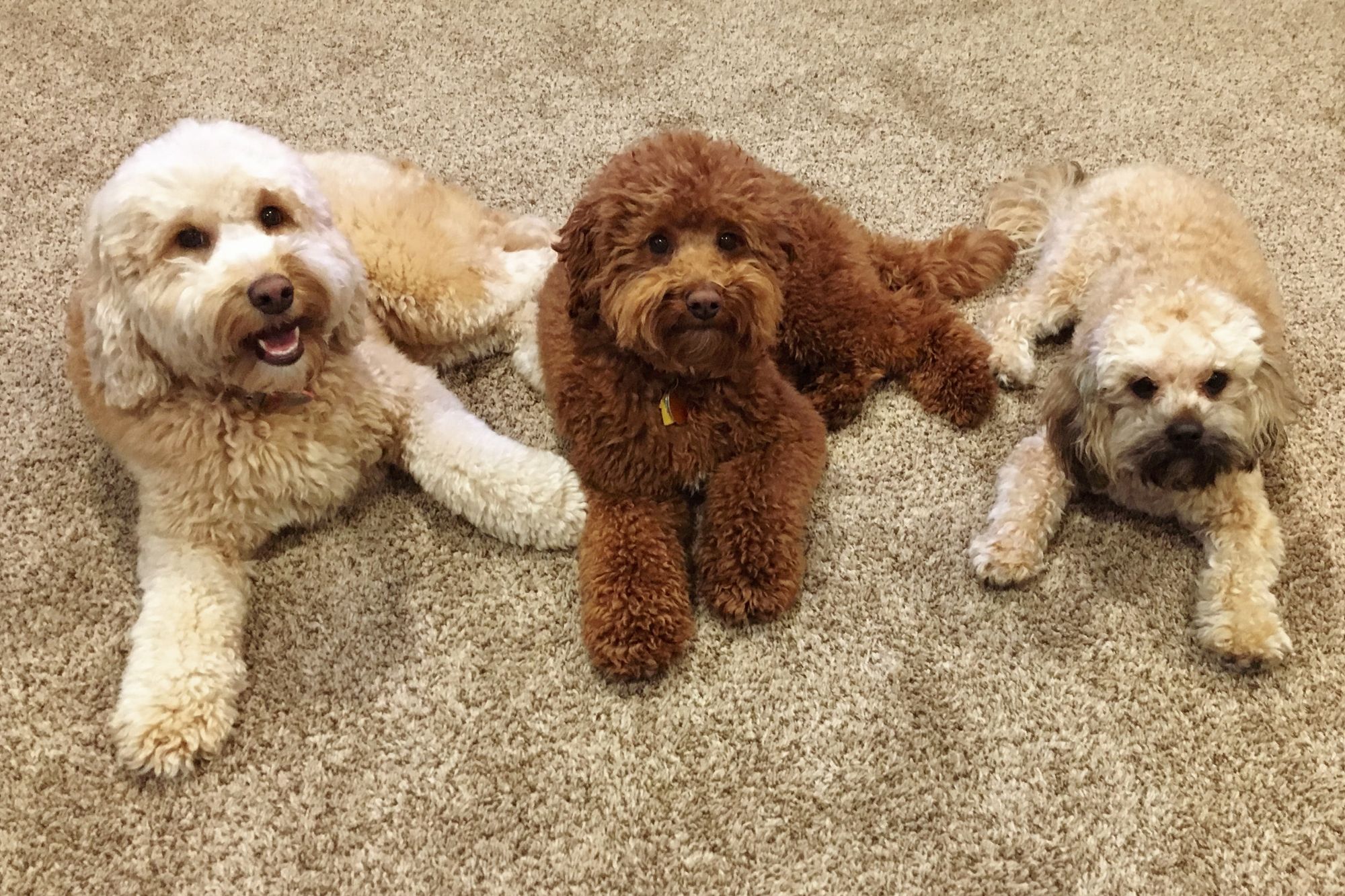 owning a goldendoodle