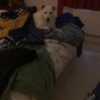 Experienced Petsitter of 9 years