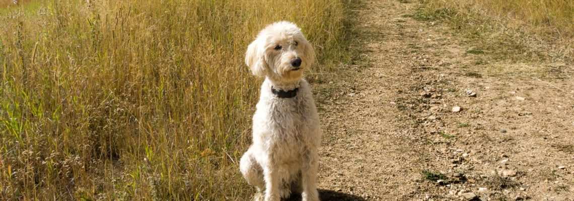 Labradoodle Puppies: The Sweetest Addition to Your Family