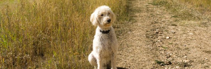 Labradoodle Puppies: The Sweetest Addition to Your Family