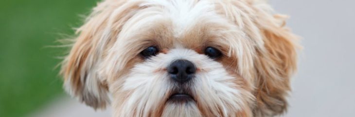 Want a Hypoallergenic Breed? Consider a Shih Tzu