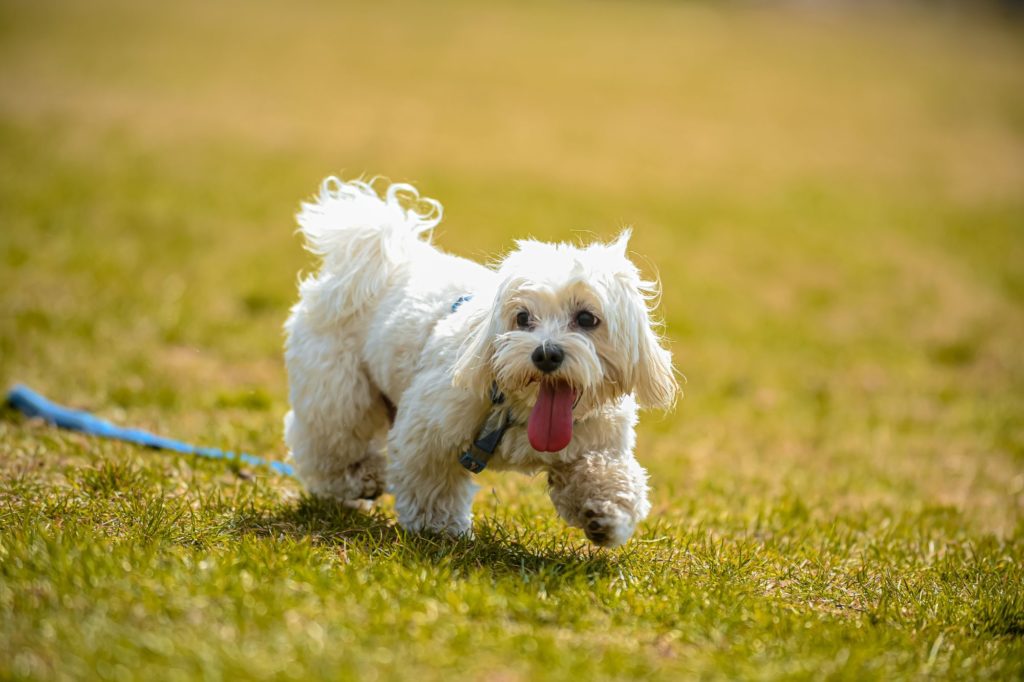 shih tzu hypoallergenic
