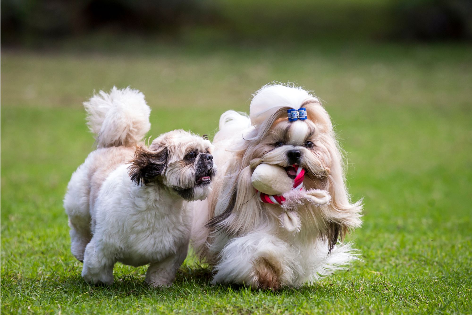 Shih tzu best sale hypoallergenic dogs