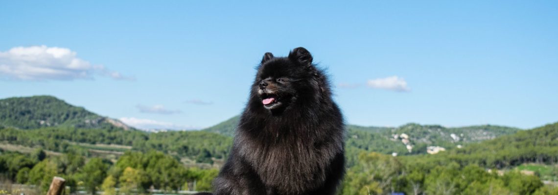 Black and Tan Pomeranians and Other Colors-Our Guide