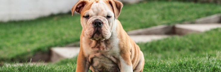 Pit Bull Dog Breeds – A Comprehensive Guide For Beginners