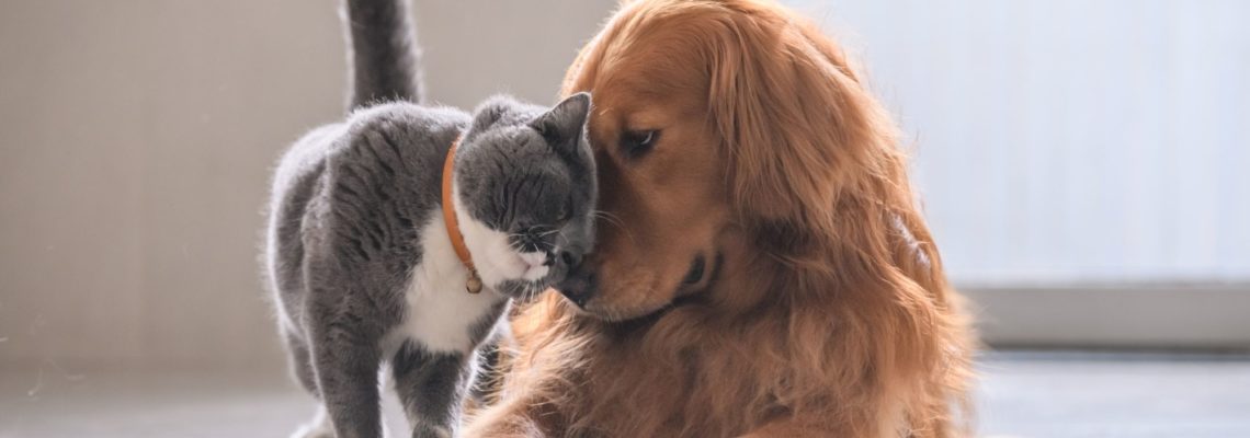 5 Ways To Finding The Perfect Dog or Cat Sitter