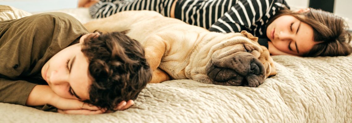 How to Get the Most out of Being a House Sitter in America
