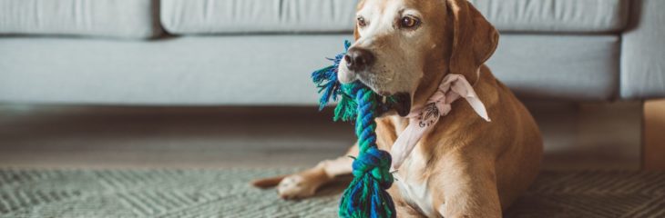 Everything You Need to Know About Dog Sitter Rates