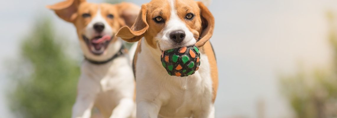The Complete Guide to Choosing the Right Doggy Daycare Facility