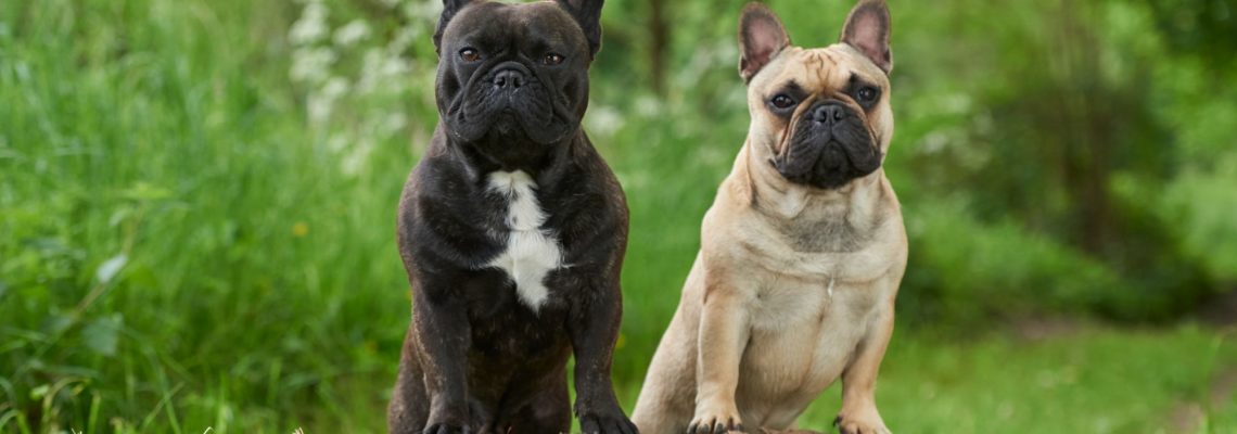 Everything You Need to Know About French Bulldog Puppies