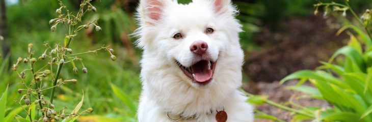 Can Dogs Eat Pecans? Here’s What You Need to Know