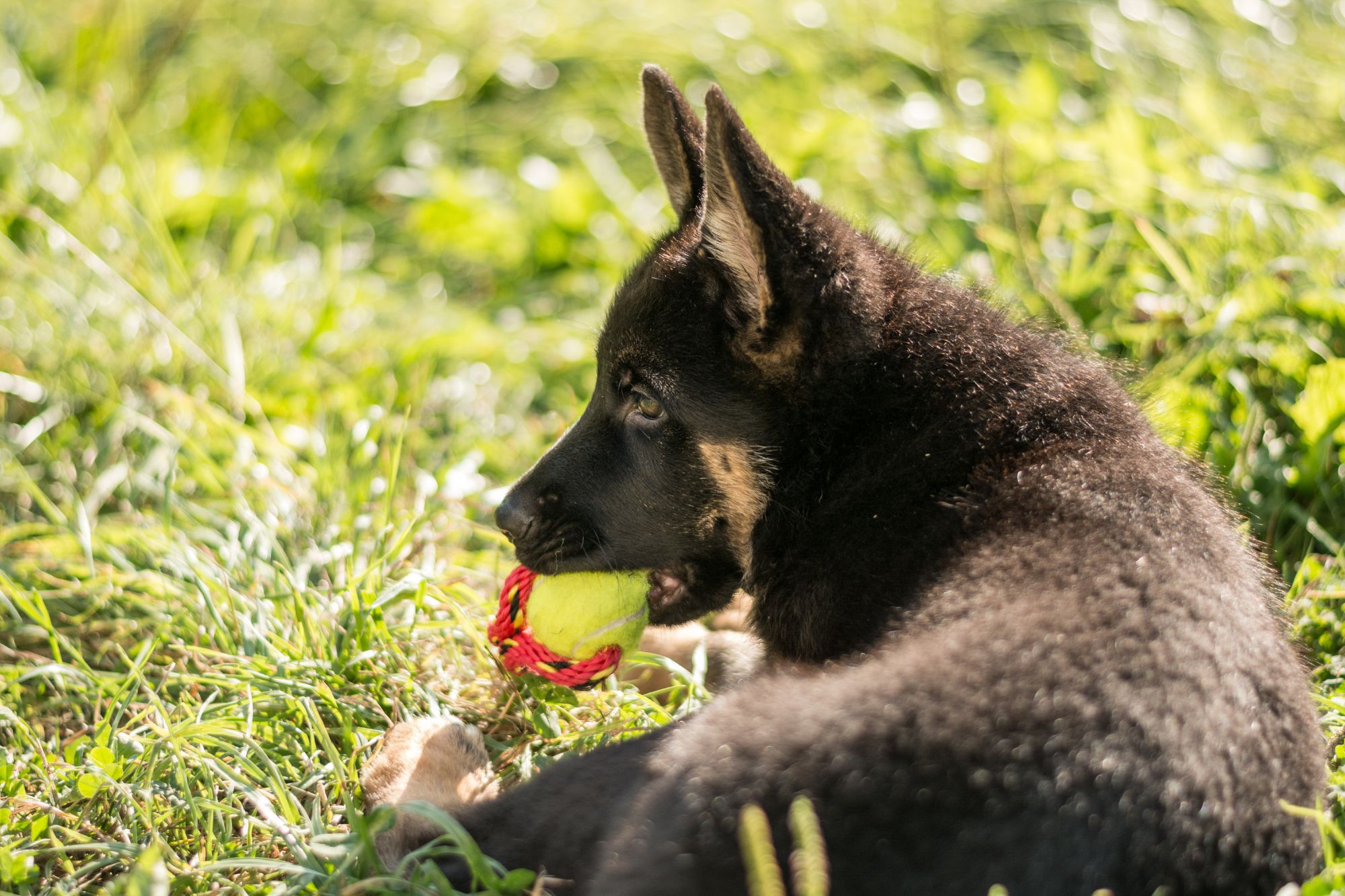 german shepherd puppies for sale
