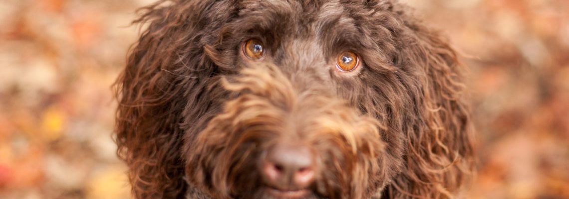 Everything You Need to Know about Owning a Goldendoodle