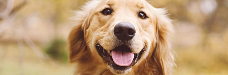 Everything You Need to Know about Owning a Golden Retriever