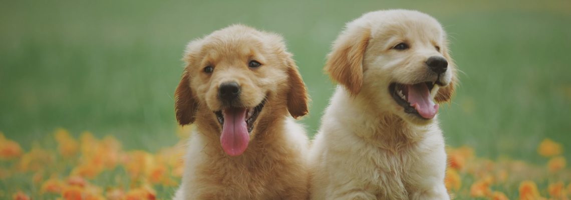 Top 10 Most Popular Dog Breeds in the US in 2022