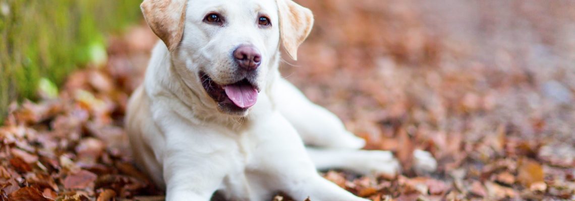 Everything you Need to Know About Owning a Labrador Retriever