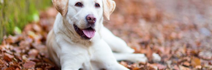 Everything you Need to Know About Owning a Labrador Retriever