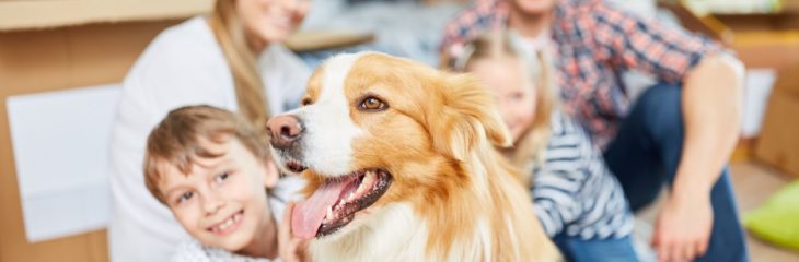 How to Become a Pet Sitter and Start Traveling the Globe