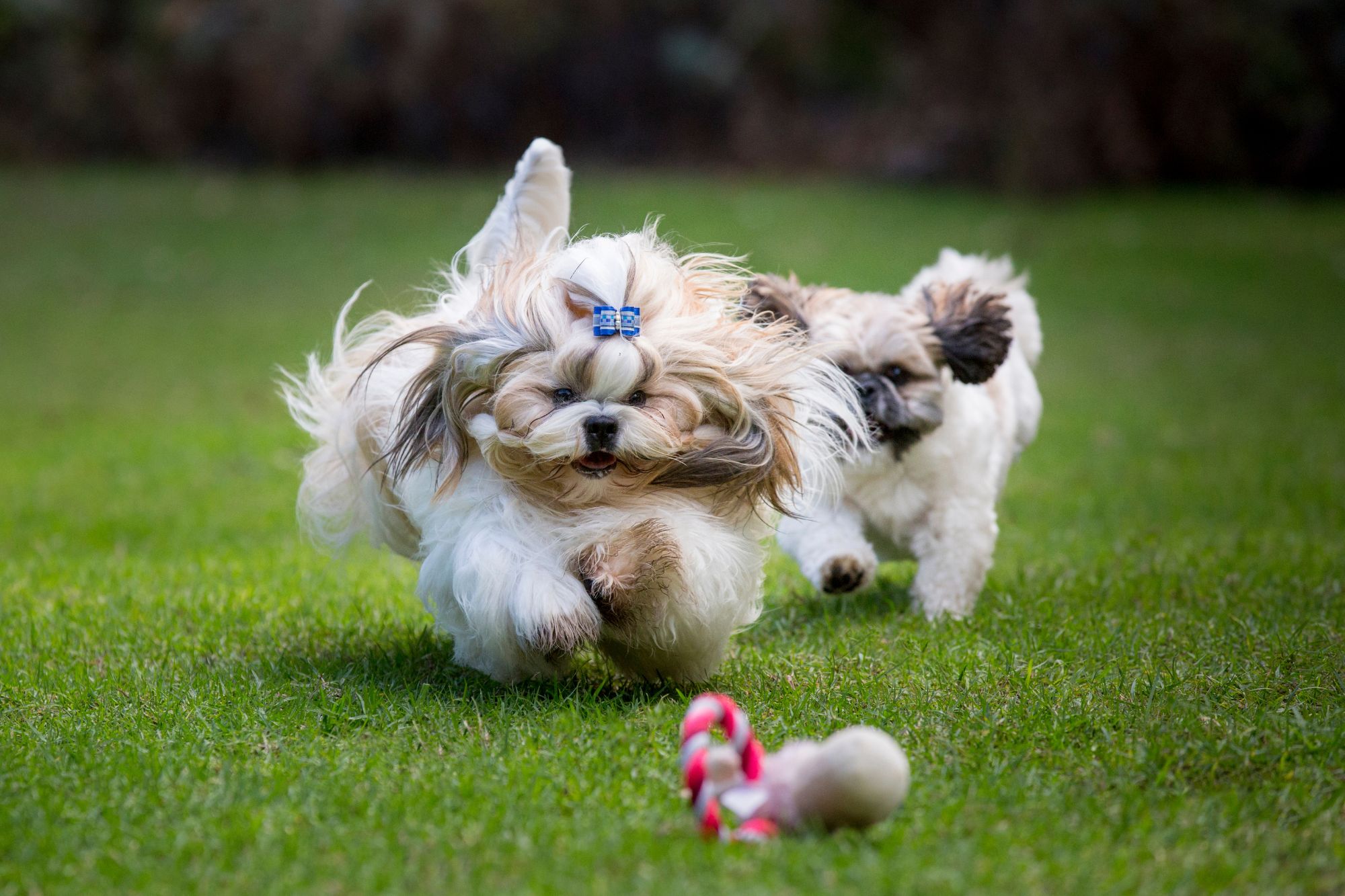 shih tzu colors