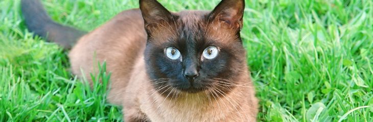 Siamese Lynx Point Cats with Big Hearts and Playful Natures