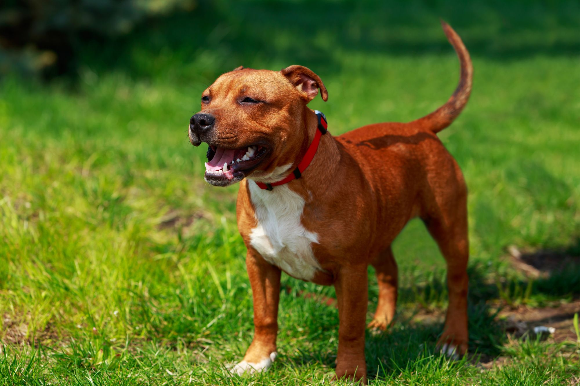 Pit Bull Dog Breeds