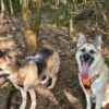 Angie Experienced Pet Sitter is Available!