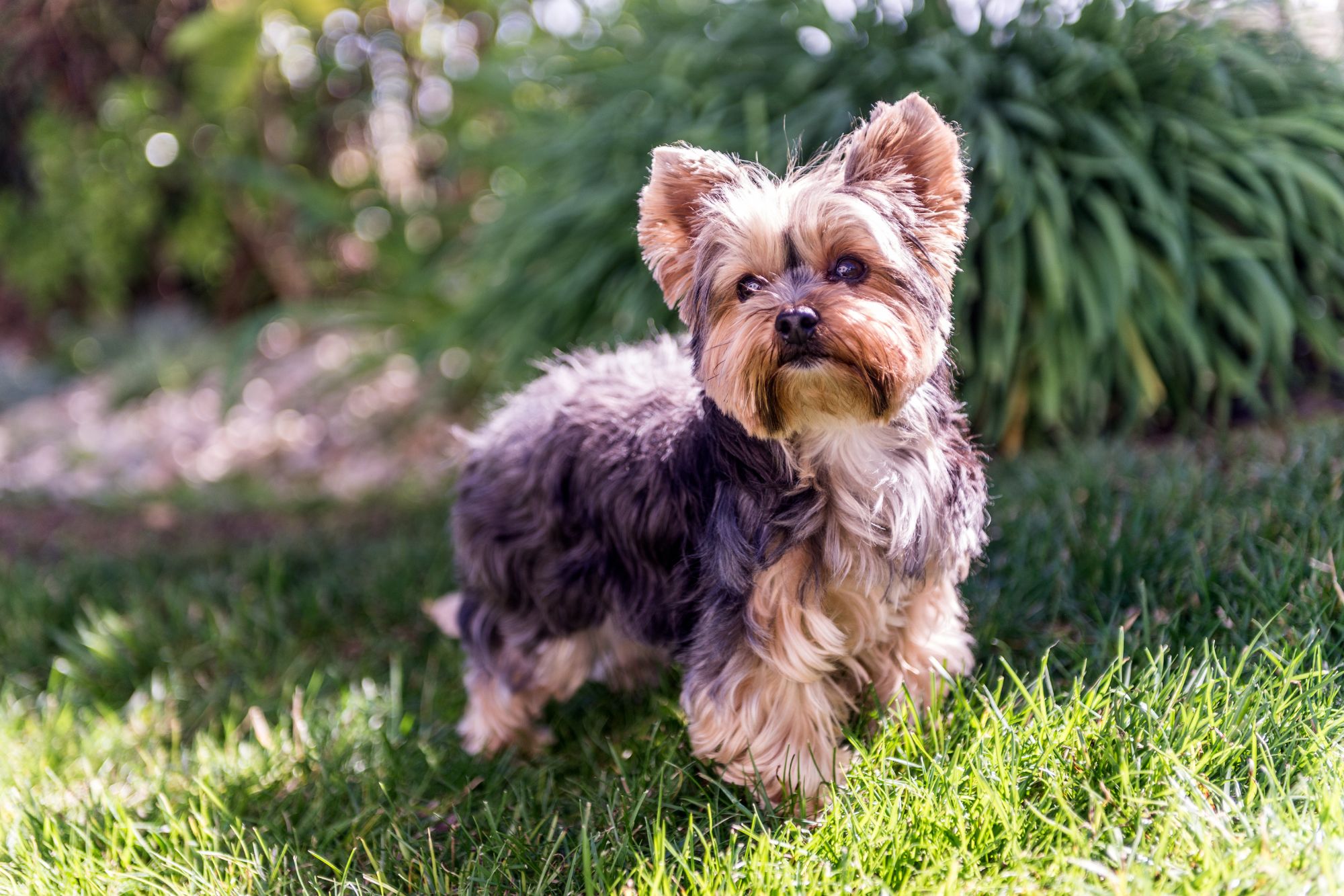 yorkshire terrier breeder