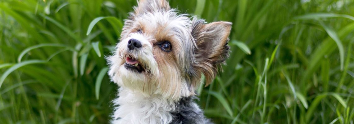Yorkshire Terrier Breeder-Choose the Right One