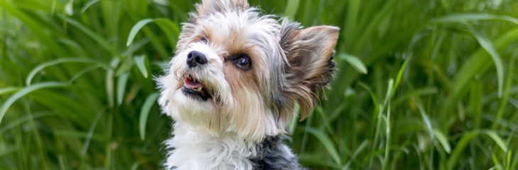 Yorkshire Terrier Breeder-Choose the Right One