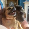 Professional Mobile Pet Sitter
