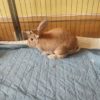 Pet Daily House Visits Edinburgh