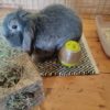 Pet Daily House Visits Edinburgh