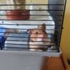 Pet Daily House Visits Edinburgh