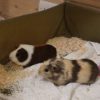 Pet Daily House Visits Edinburgh
