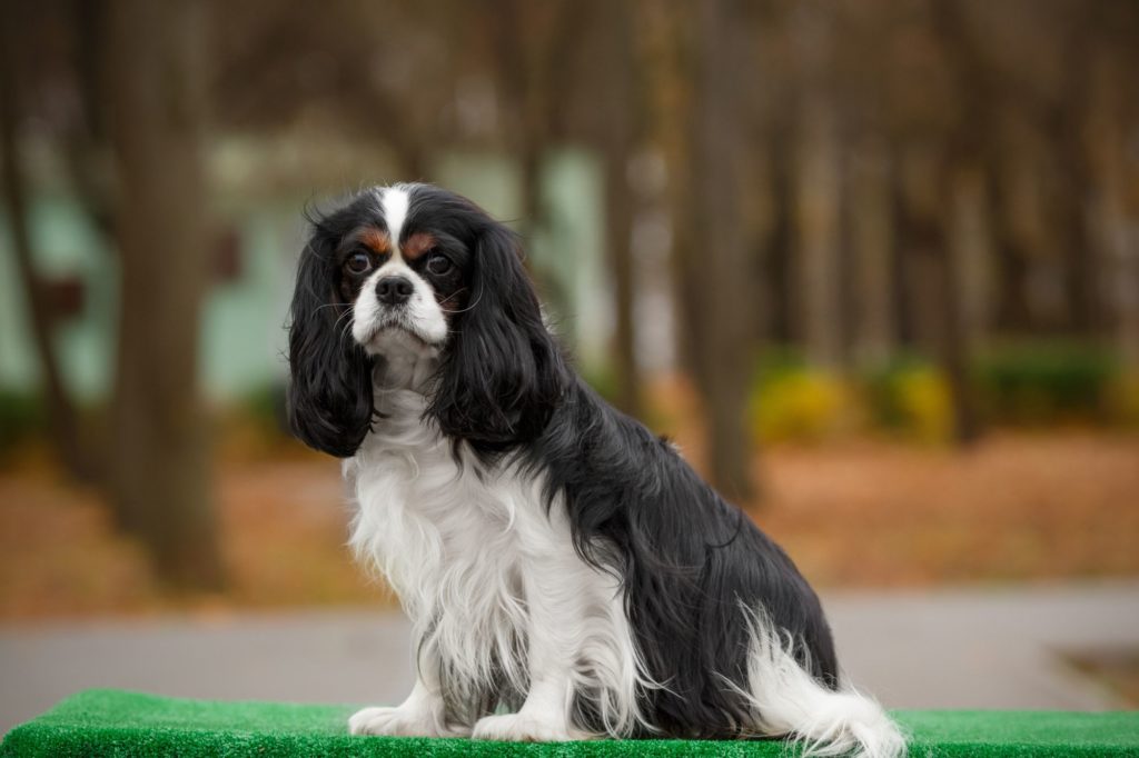 A Guide to Training Your Cavalier King Charles Spaniel