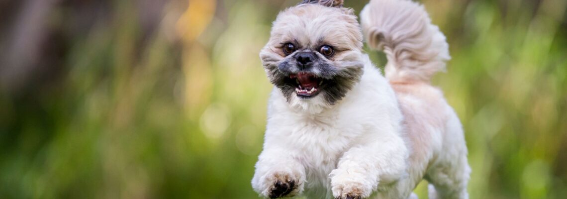 Want a Hypoallergenic Breed? Consider a Shih Tzu