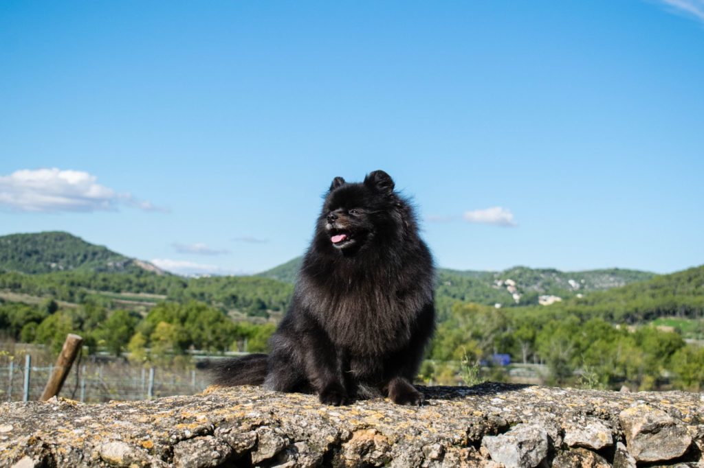 Black and Tan Pomeranians and Other Colors