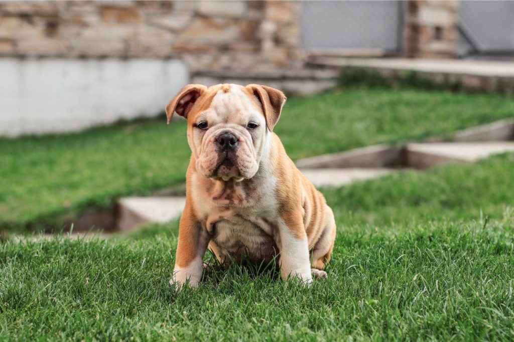 Pit Bull Dog Breeds – A Comprehensive Guide For Beginners