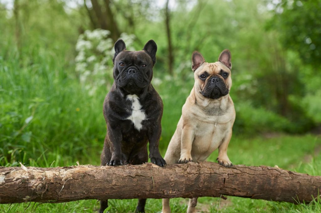 Everything You Need to Know About French Bulldog Puppies