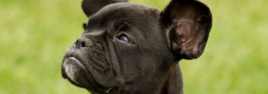10 Adorable Facts About French Bulldog Puppies