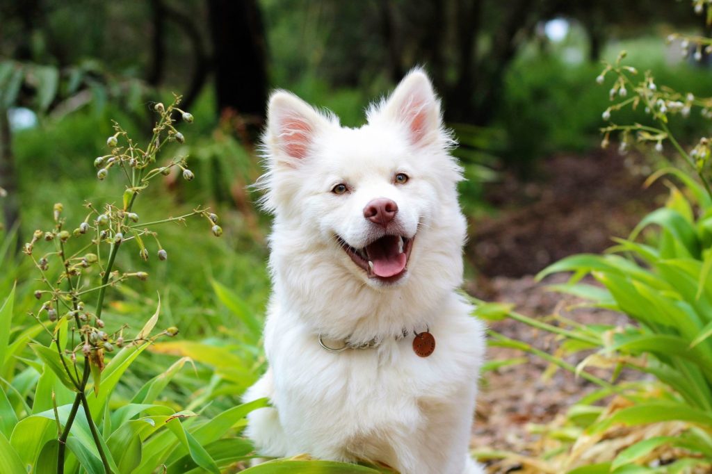 Can Dogs Eat Pecans? Here’s What You Need to Know